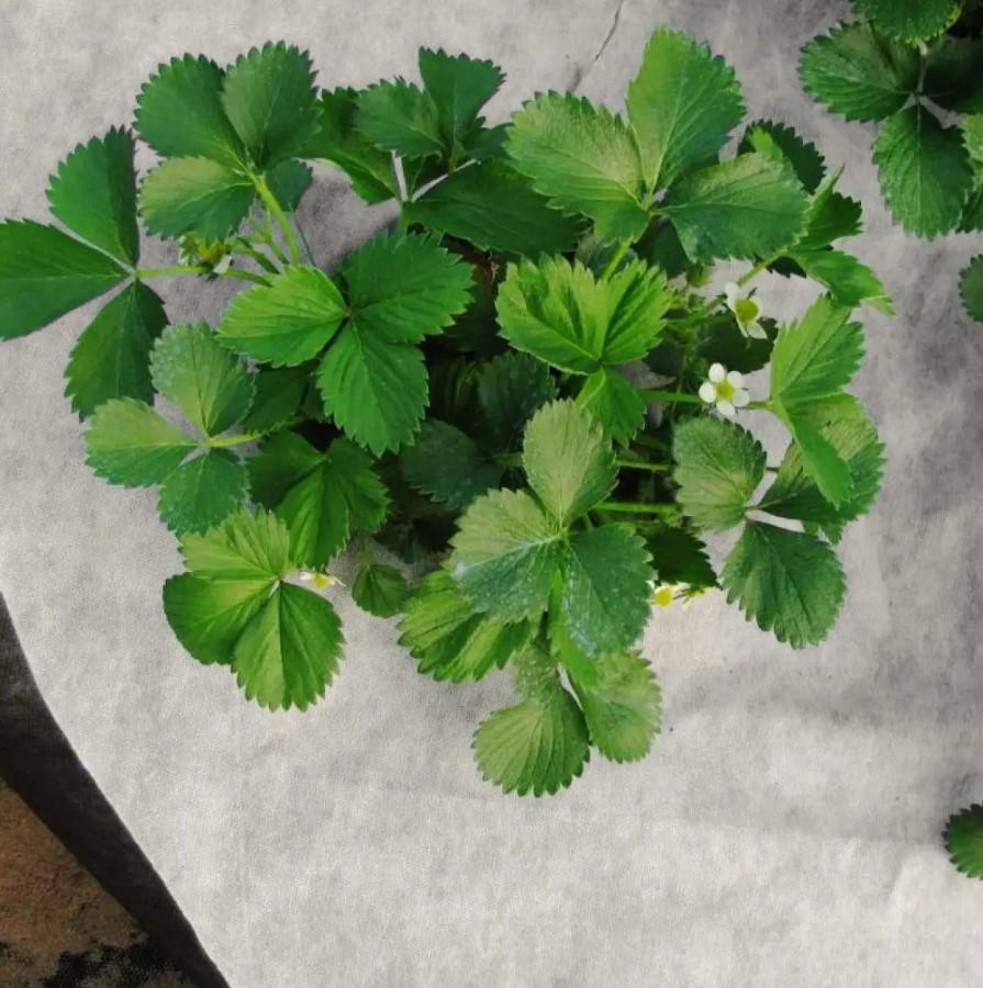 Агроволокно Shadow 50 г/м² 1,6х100 м Черно-белый (АВЧБР00012) - фото 7 Агроволокно Shadow 50 г/м² 1,6х100 м Черно-белый (АВЧБР00012) - фото 7