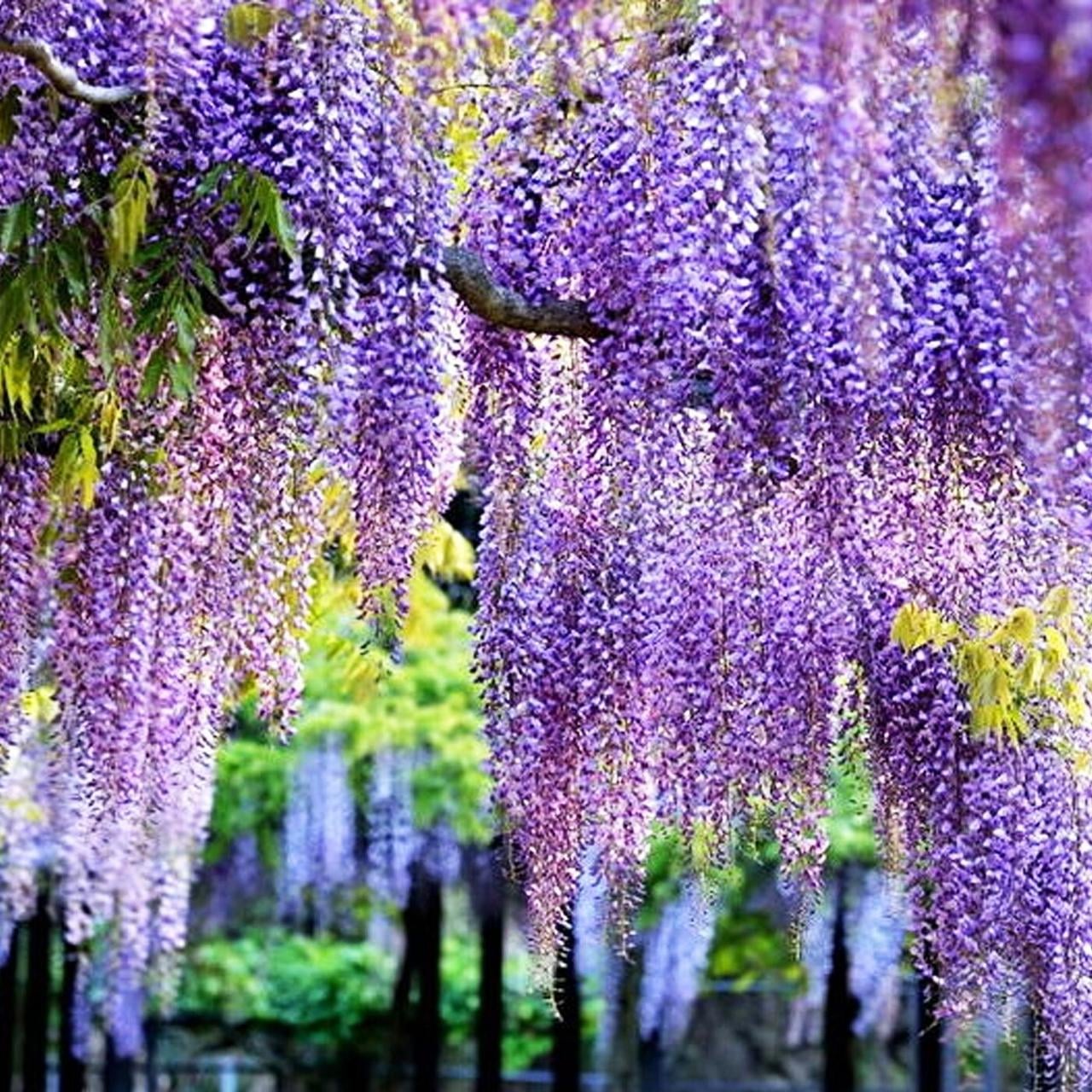 Саджанець гліцинії бузкової Модний дім 1,5 річна горшок 0,5 л (2094164318)