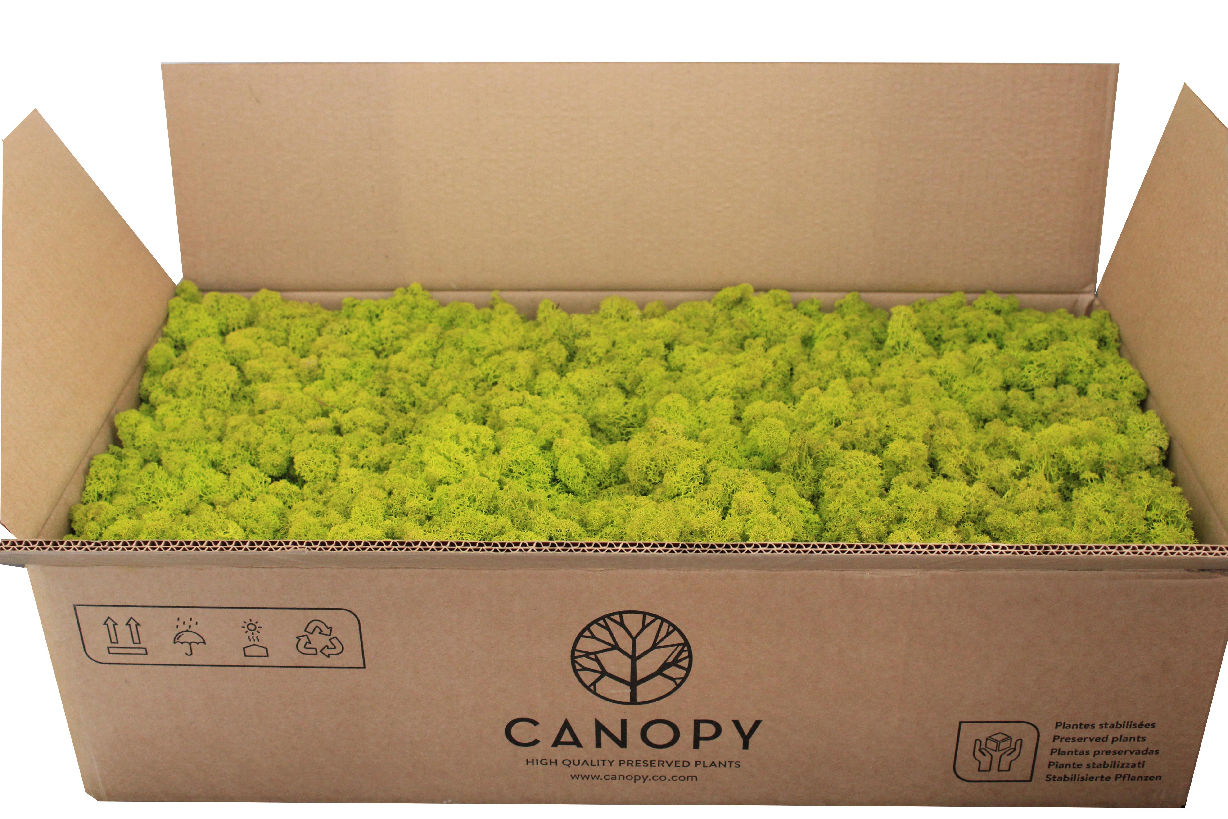 Стабилизированный мох Organic Design Ягель 5 кг Lime Green (105-50)