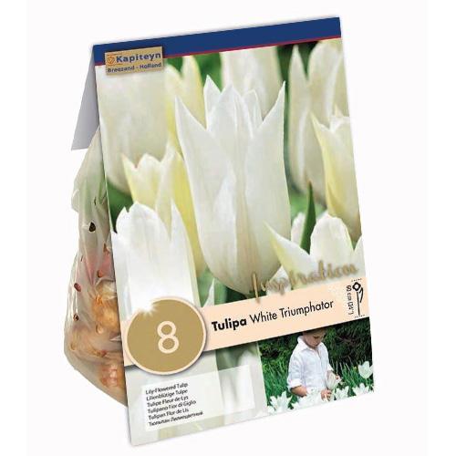 ᐉ Тюльпан Florium White Triumphator брендові цибулини Kapiteyn (15350 ...