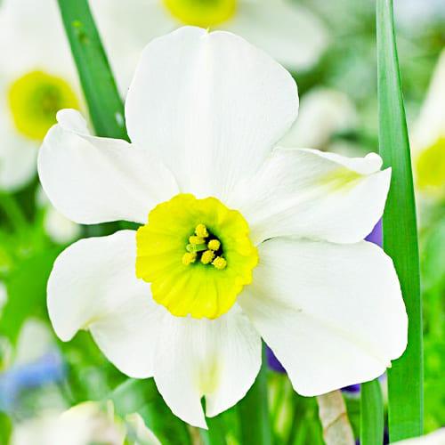 Нарцисс Florium Sinopel (18666)