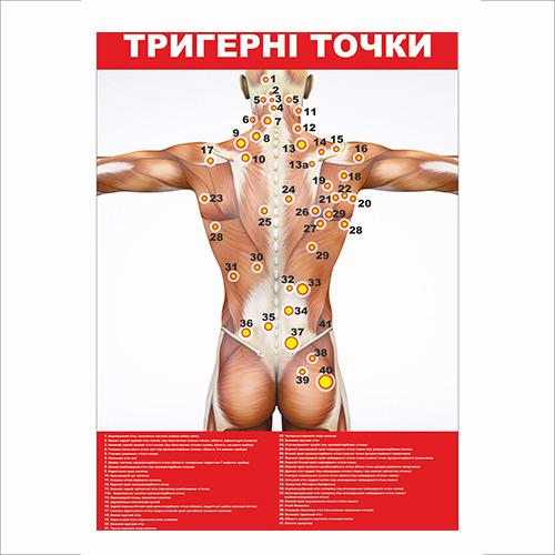 Плакат Vivay "Триггерные точки" 60х40 см (25789689)