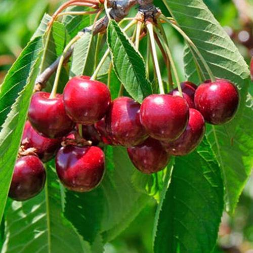 Сажанец Черешня Простор летний сорт/средний срок созревания (25913)