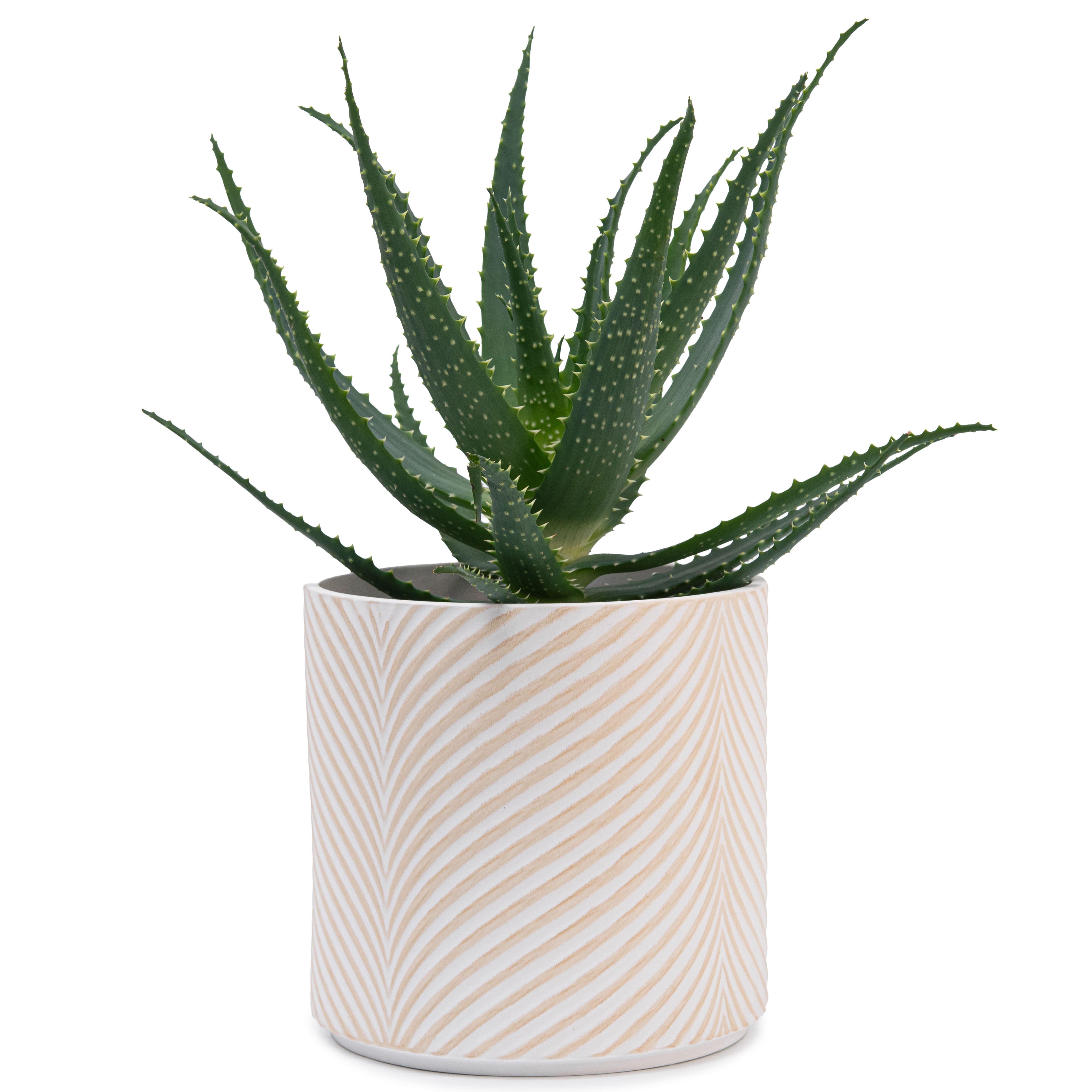 Набор кашпо для цветов керамические elemi Листок круглый 1,3 л/ 2,3 л/ 4,5 л Белый/Бежевый (УТ-00094681) - фото 12