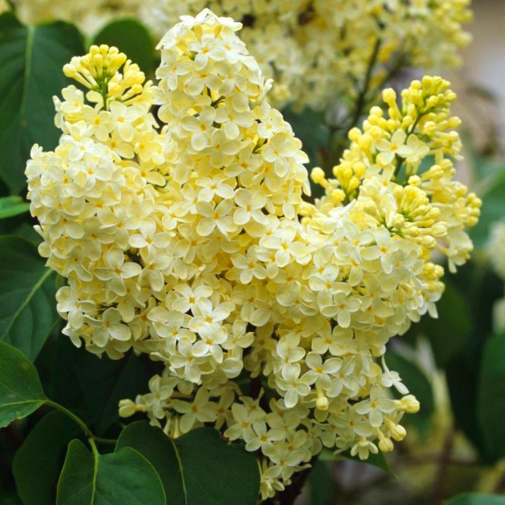 Саджанець бузку Примроуз щеплена (14965015)