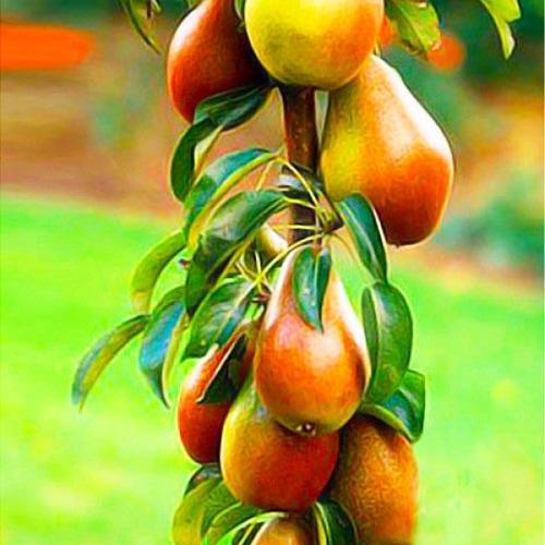 Сажанец Груша колоновидная Даликор крупноплодный сорт поздний срок созревания (61954)