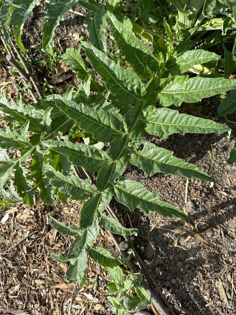 Семена Артишок Грин Глоуб 0,5 г 10 шт. зеленый (RS-00833) - фото 5 Семена Артишок Грин Глоуб 0,5 г 10 шт. зеленый (RS-00833) - фото 5