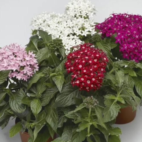 Семена цветов Syngenta Пентас HoneyCluster Mix 250 шт. (BN07233-2)
