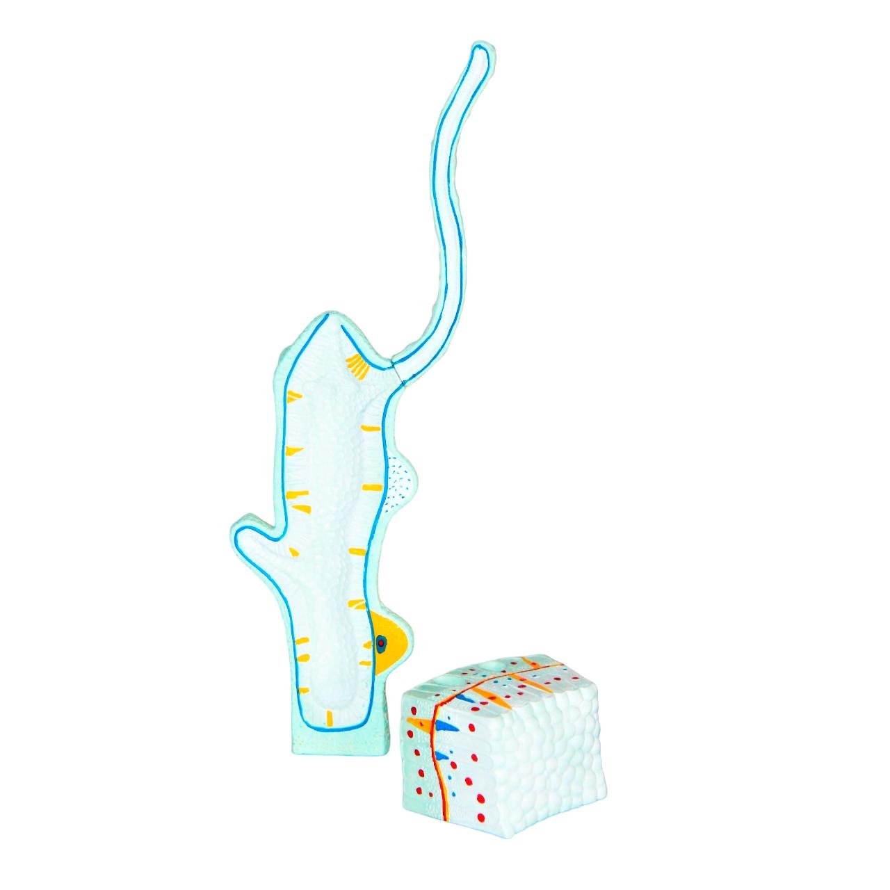 Модель Гідра Руді пластикова 33х13х12 см (Д991у)