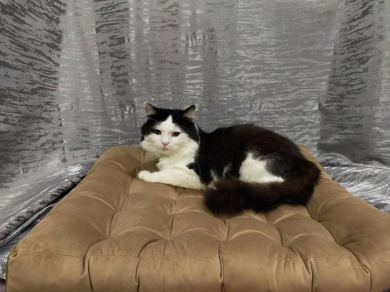 Матрац-подушка для тварин 40x40 см Коричневий (1548329312) - фото 1