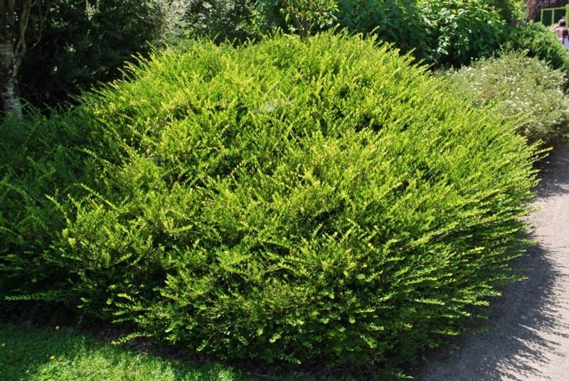 Саджанець жимолості шапочної горщик 0,5 л (2092455424)