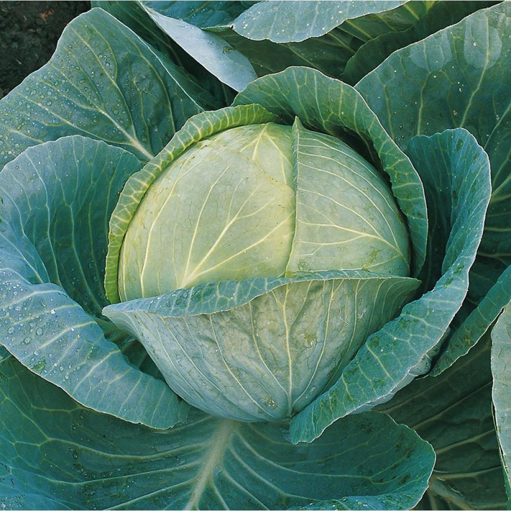 Семена Cultiva Белоголовая капуста Мегатон F1 20 шт. (00149) - фото 6 Семена Cultiva Белоголовая капуста Мегатон F1 20 шт. (00149) - фото 6