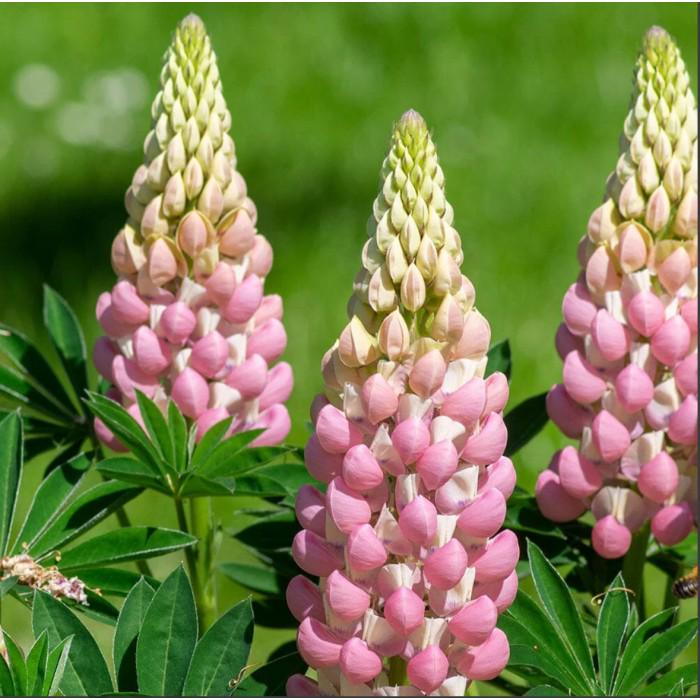 Саджанці Люпин багатолистий Lupini Pink Shades розсада копана 20 шт. (23653286)