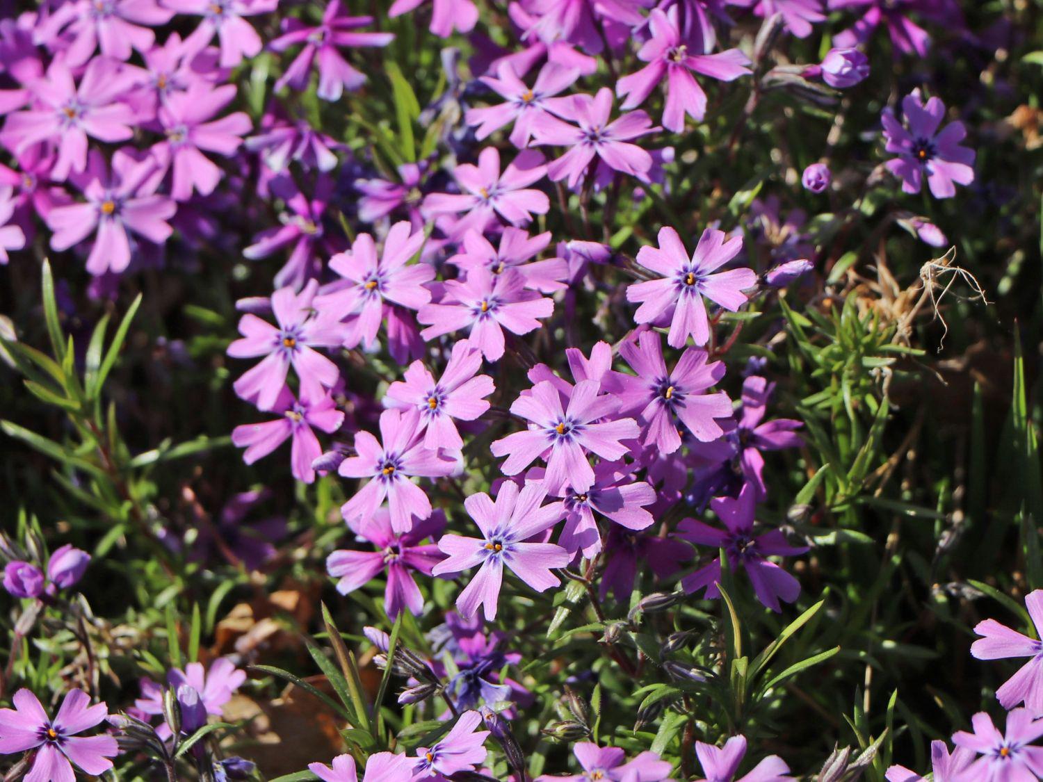 Флокс шиловидний Dobrodar Phlox Purple Beauty 3 шт. (38294498)