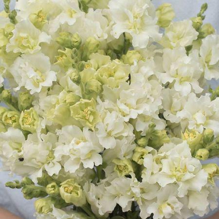 Семена цветов Львиный зев Madame Butterfly Ivory Syngenta 125 шт. (BN09878 3)