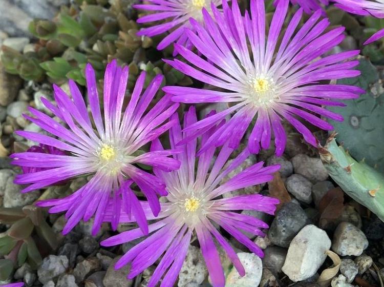 Делосперма Санделла Лавендер Sundella Lavender 1 шт. (38282897)