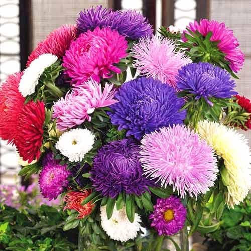 Насіння Астра Балун Професійне насіння ТД Гекса-Україна 02-01-005 20 шт. Рожевий (IR002998)