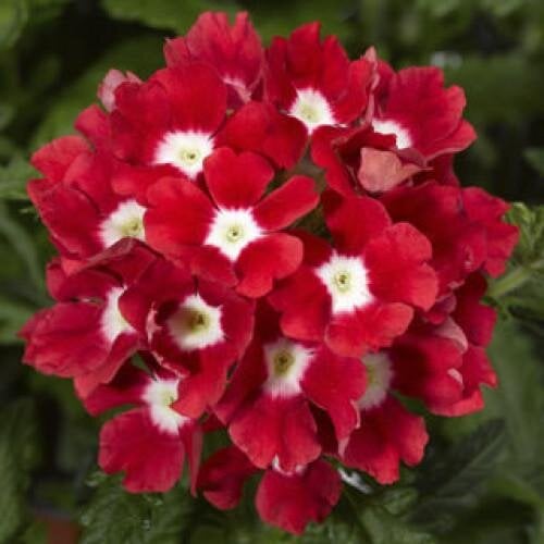 Семена цветов Вербена Tuscany F1 Scarlet with Eye Syngenta 1000 шт. (BN07240)