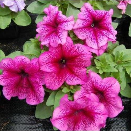 Насіння квітів Hem Genetics Петунія великоквіткова Limbo GP Plum 100 шт. (BN11126-3)