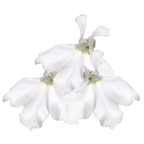 Семена цветов Benary Лобелия черешковая Palace White 50 шт. (BN01442-3)