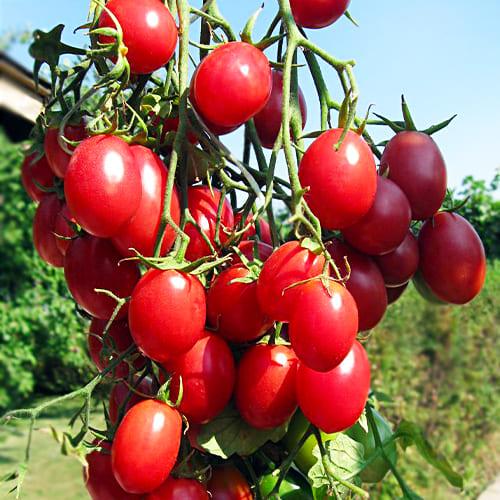 Семена Томат Florium Рожевий Ізюм (13991)