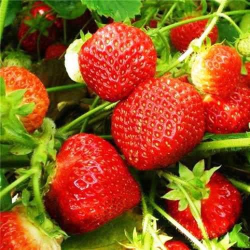 Саженец клубники Festival camomile средняя (1418011762)