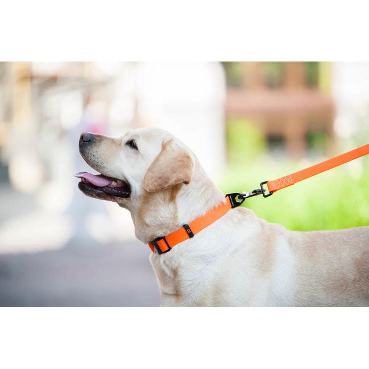 Поводок Evolutor 25 мм х 210 см Оранжевый (42124 Col) - фото 7 Поводок Evolutor 25 мм х 210 см Оранжевый (42124 Col) - фото 7