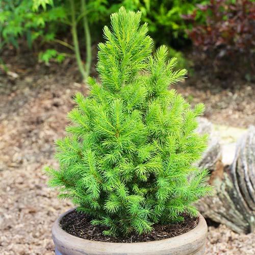 Ель Conica December Florium