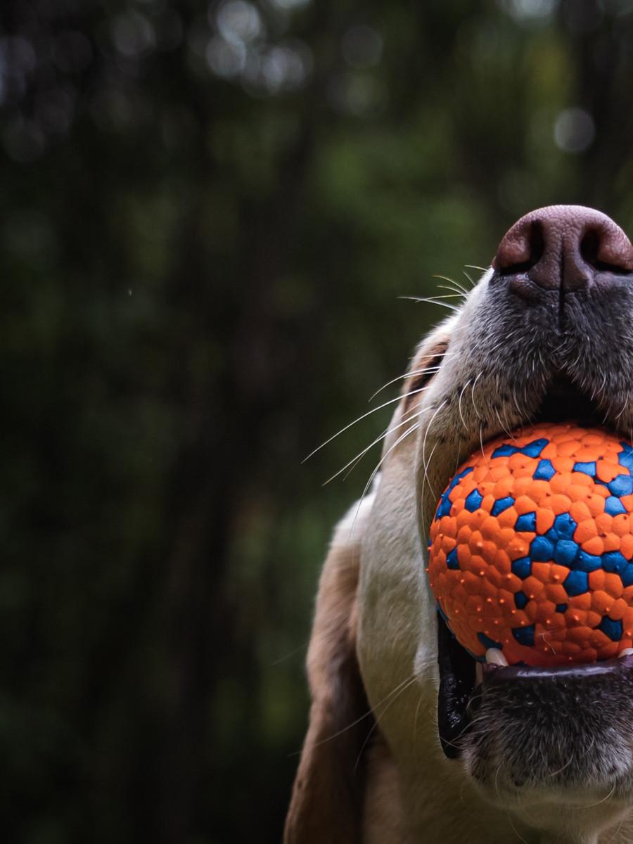 Мяч для собак Pet Nova Polyball высокая прочность 7 см - фото 3 Мяч для собак Pet Nova Polyball высокая прочность 7 см - фото 3