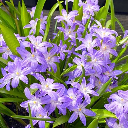 Хіонодокс Florium Violet Beauty (6728)