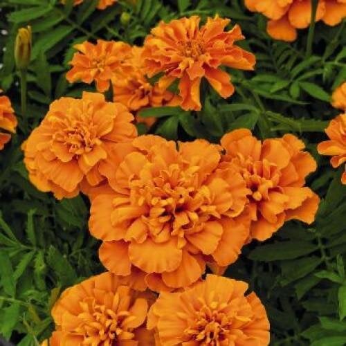 Семена цветов Бархатцы Super Hero Deep Orange Benary 50 шт. (BN08512-4)
