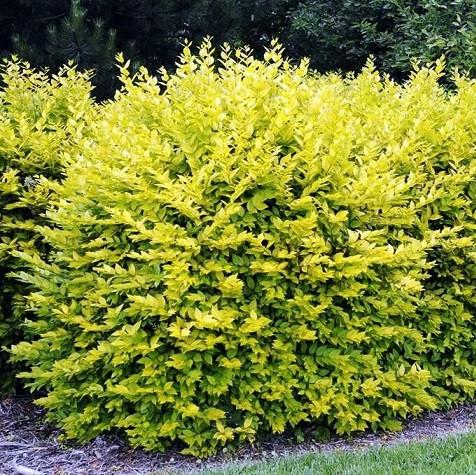 Саджанець бірючини Вікарій горшок 0,5 л (2114673737)