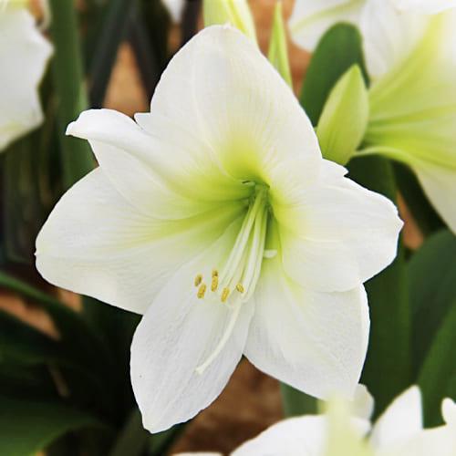 Амариліс Florium Antarctica (3685)
