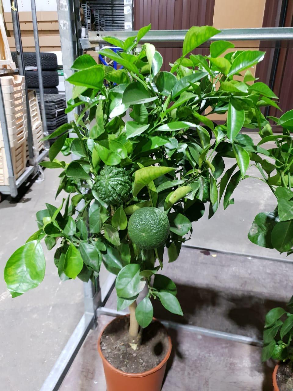 Цитрус Лиметта Пурша Citrus limetta Pursha - фото 6 Цитрус Лиметта Пурша Citrus limetta Pursha - фото 6