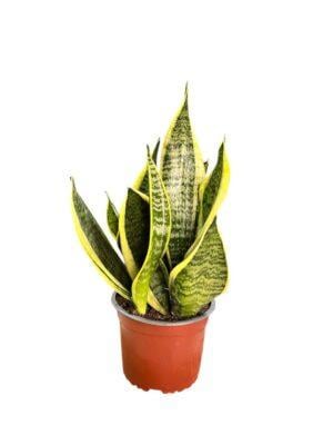 Сансевьерия Суперба 14/40 см (2683806969) Сансевьерия Суперба 14/40 см (2683806969)