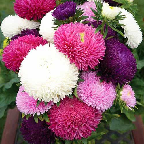 Насіння Астра Гала суміш професійне ТД Гекса-Україна 02-01-006 20 шт. (IR003051)