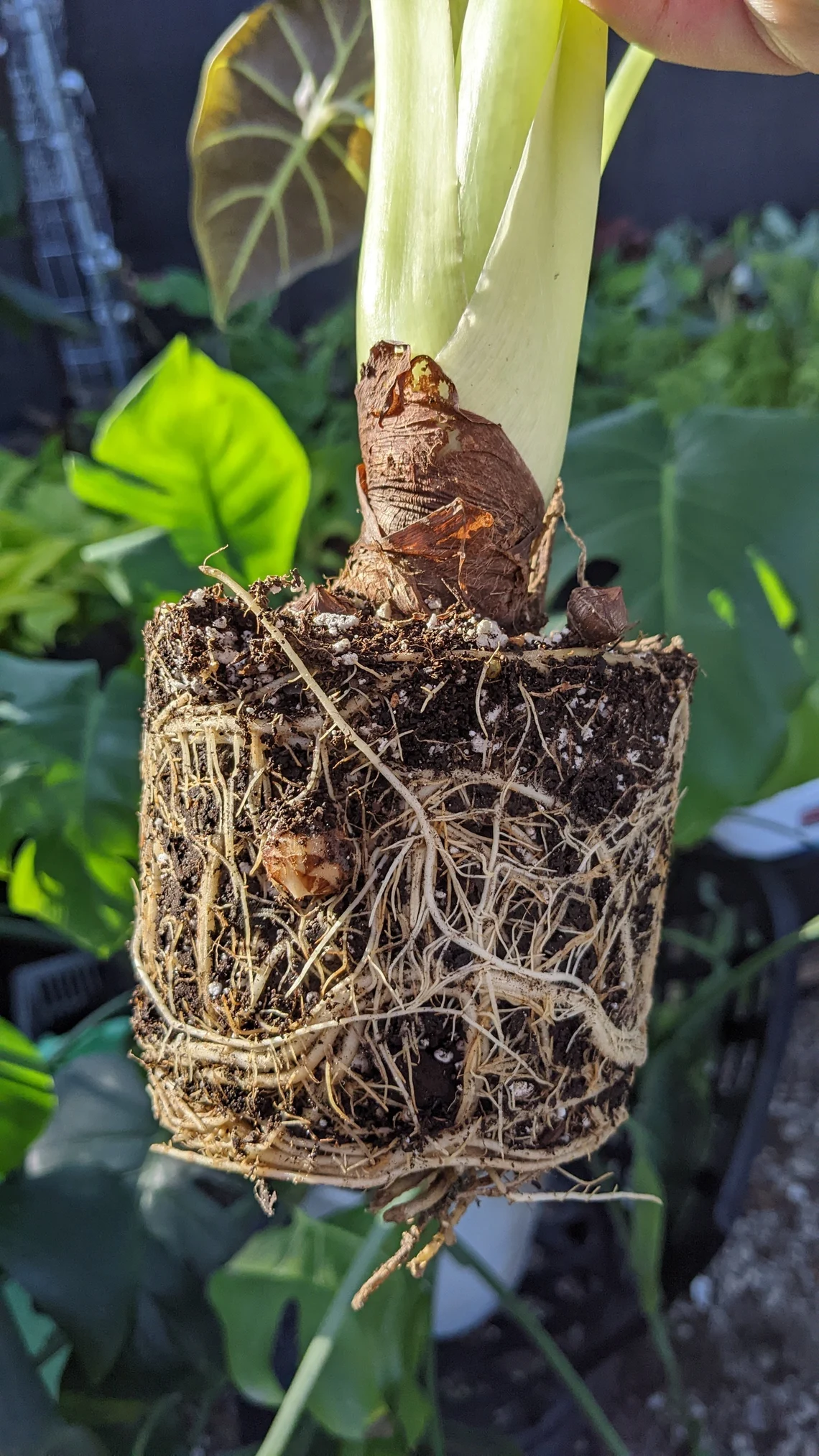 Субстрат крафтовый для ароидных растений 1 л - фото 4 Субстрат крафтовый для ароидных растений 1 л - фото 4