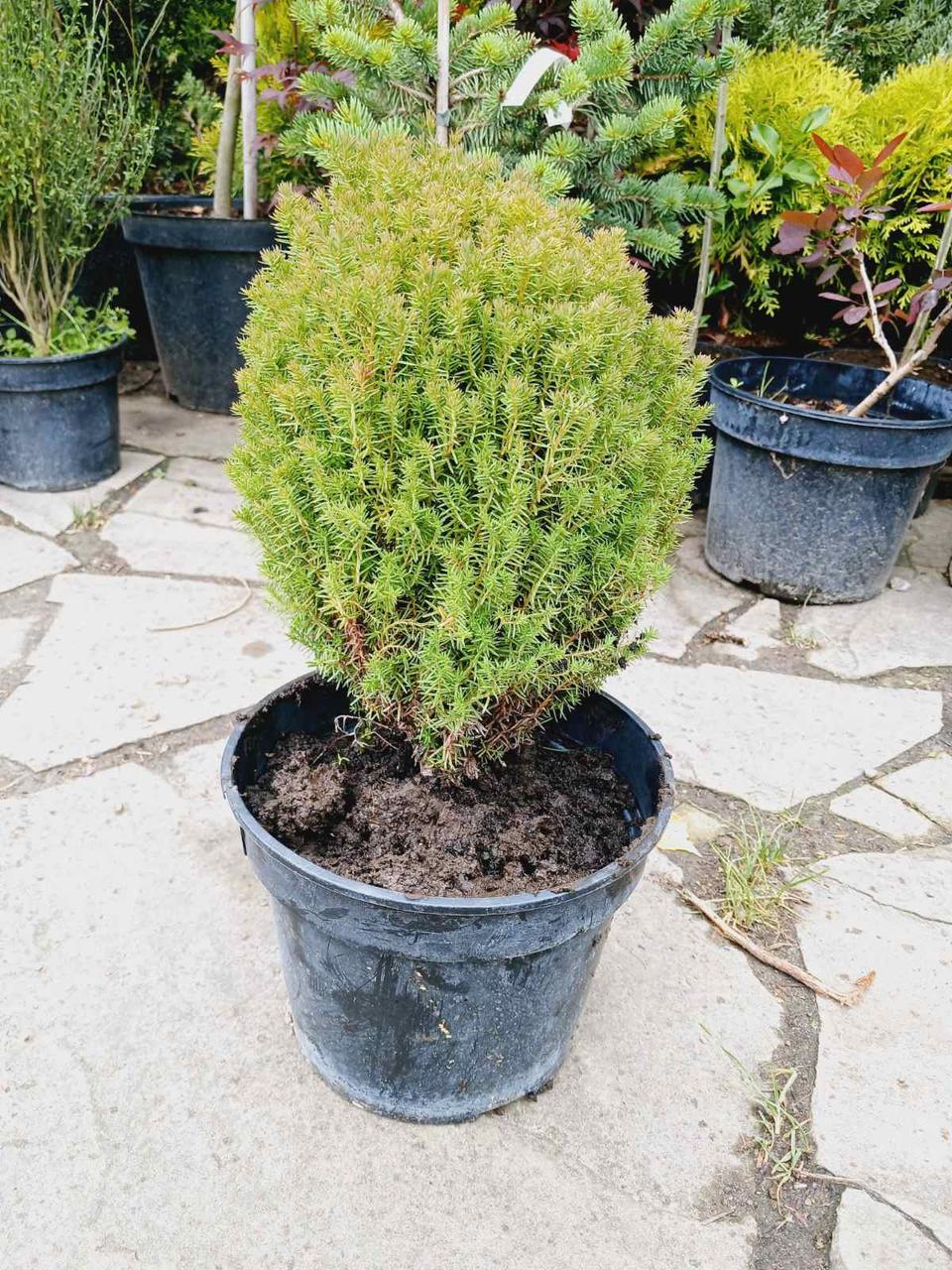 Туя западная Тедди С3 (2669487061) - фото 2