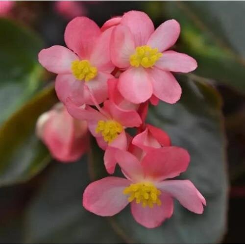 Семена цветов Бегония гибридная DRAGON WING Pink Bronze Leaf PanAmerican 100 шт. (BN12516-2)