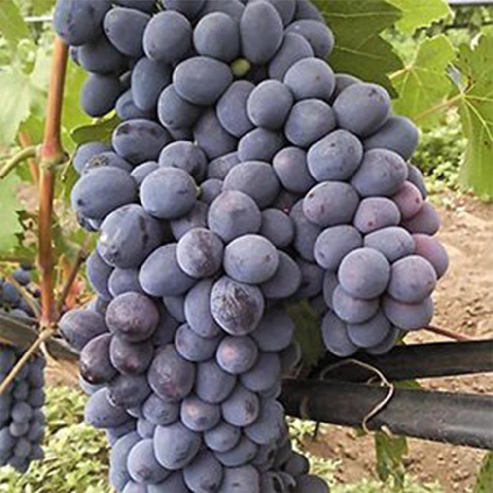 Саженец винограда Чарли 2 летний (14966027)