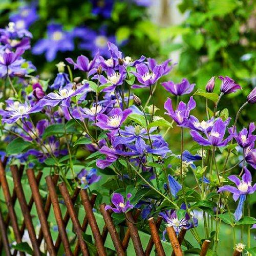 Клематис Arabella Florium - фото 3