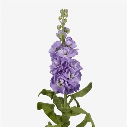 Семена цветов Левкой на срез MATHILDA Lavender (BN10073)