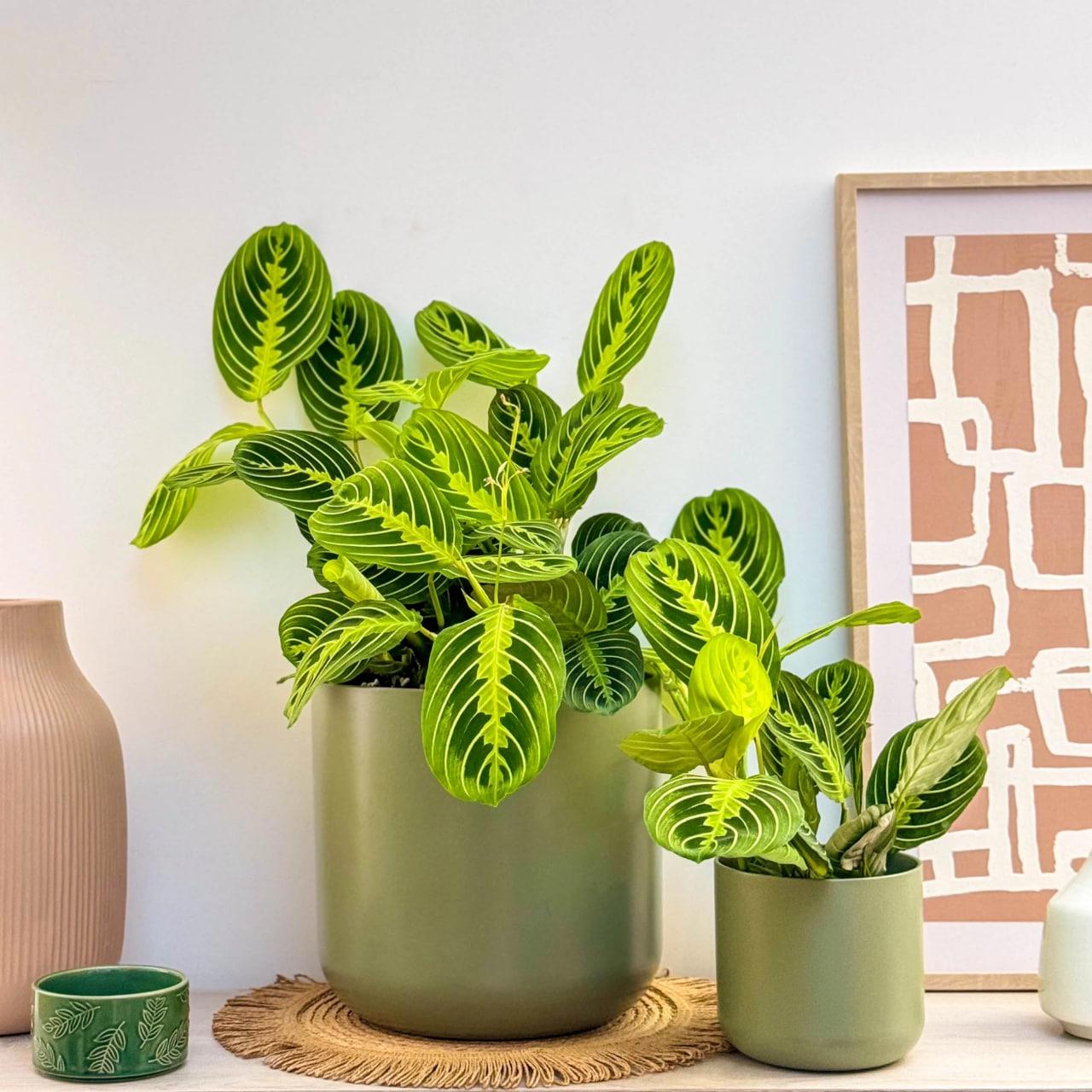 Маранта Лемон Лайм 12/25 см (28859172) - фото 2