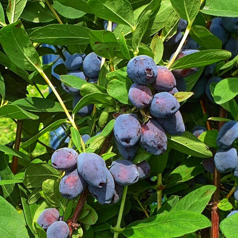 Жимолость ранняя Blue Treasure 1 шт. (38297296)