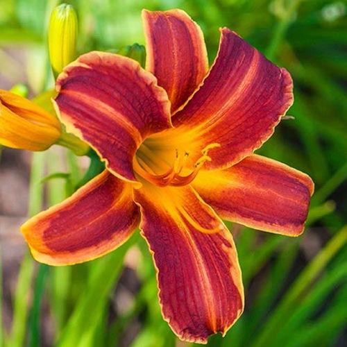 Лилейник Florium EveryDaylily Red Ribs (12929)