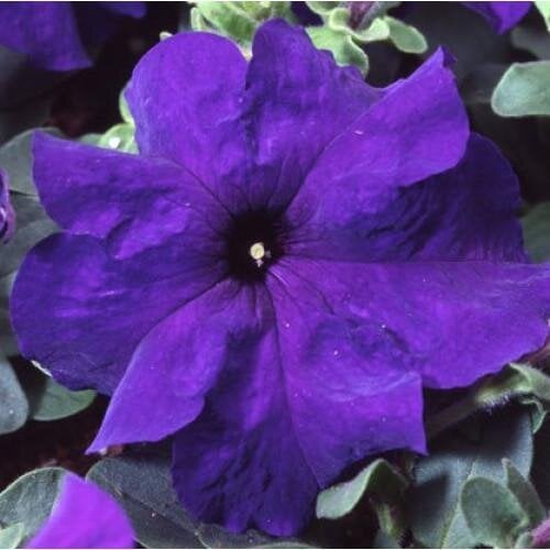 Семена цветов Петуния крупноцветковая Tango blue Hem Genetics 250 шт. (BN09407-2)