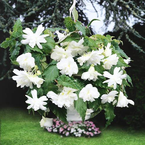 Бегония Florium Pendula Cascade White (2588) - фото 2