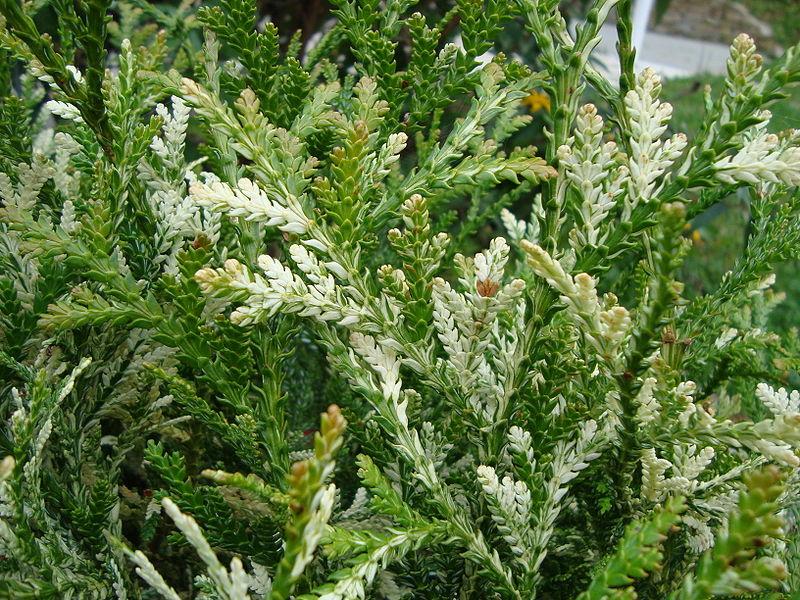 Саджанець Туйовика японського Variegata горщик С1.5 (2649598222)