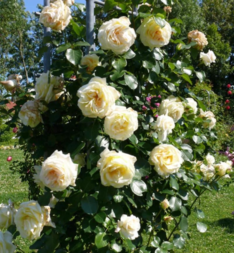 Троянда Шневальзер Плетиста (2558766773) - фото 6 Троянда Шневальзер Плетиста (2558766773) - фото 6