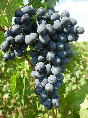 Саженцы винограда Молдова в горшке 0,5л